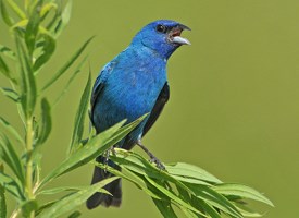 indigo_bunting_glamor